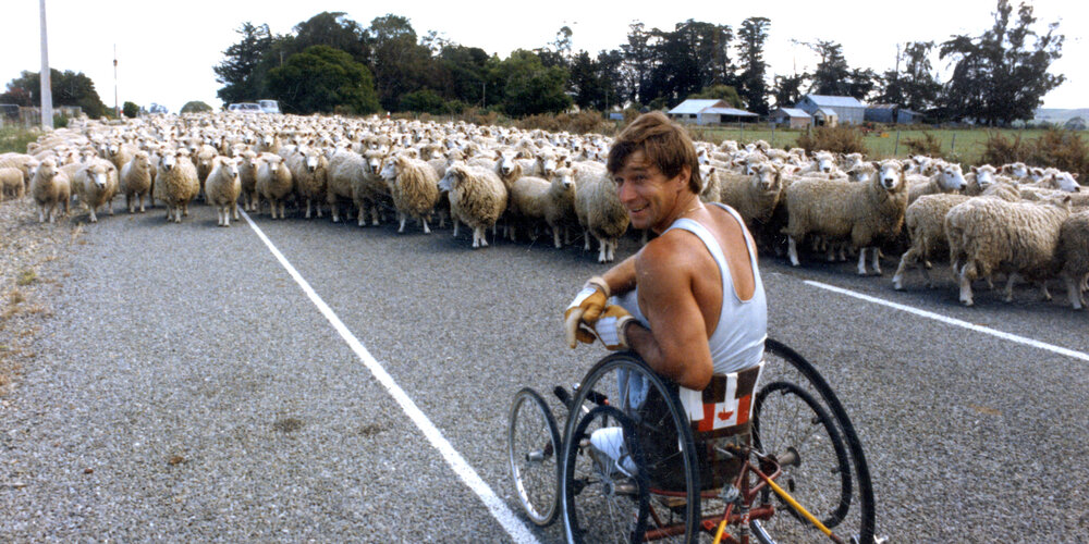 Rick Hansen's path is blocked by sheep while wheeling.