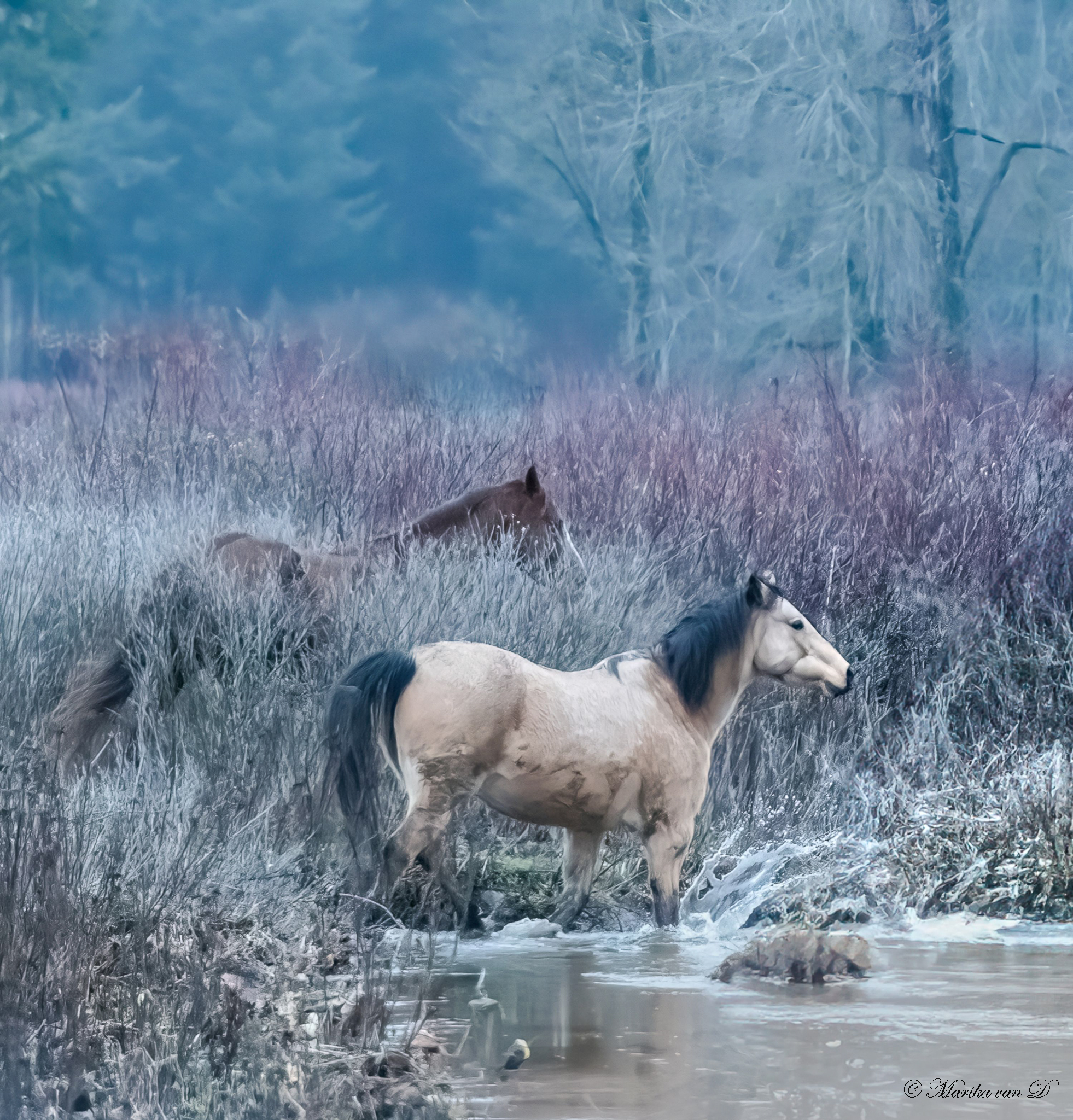 Two horses standing in a frosty marshland with water in the foreground. One light-colored horse is in the center, and a darker horse is partially visible among shrubs in the background.