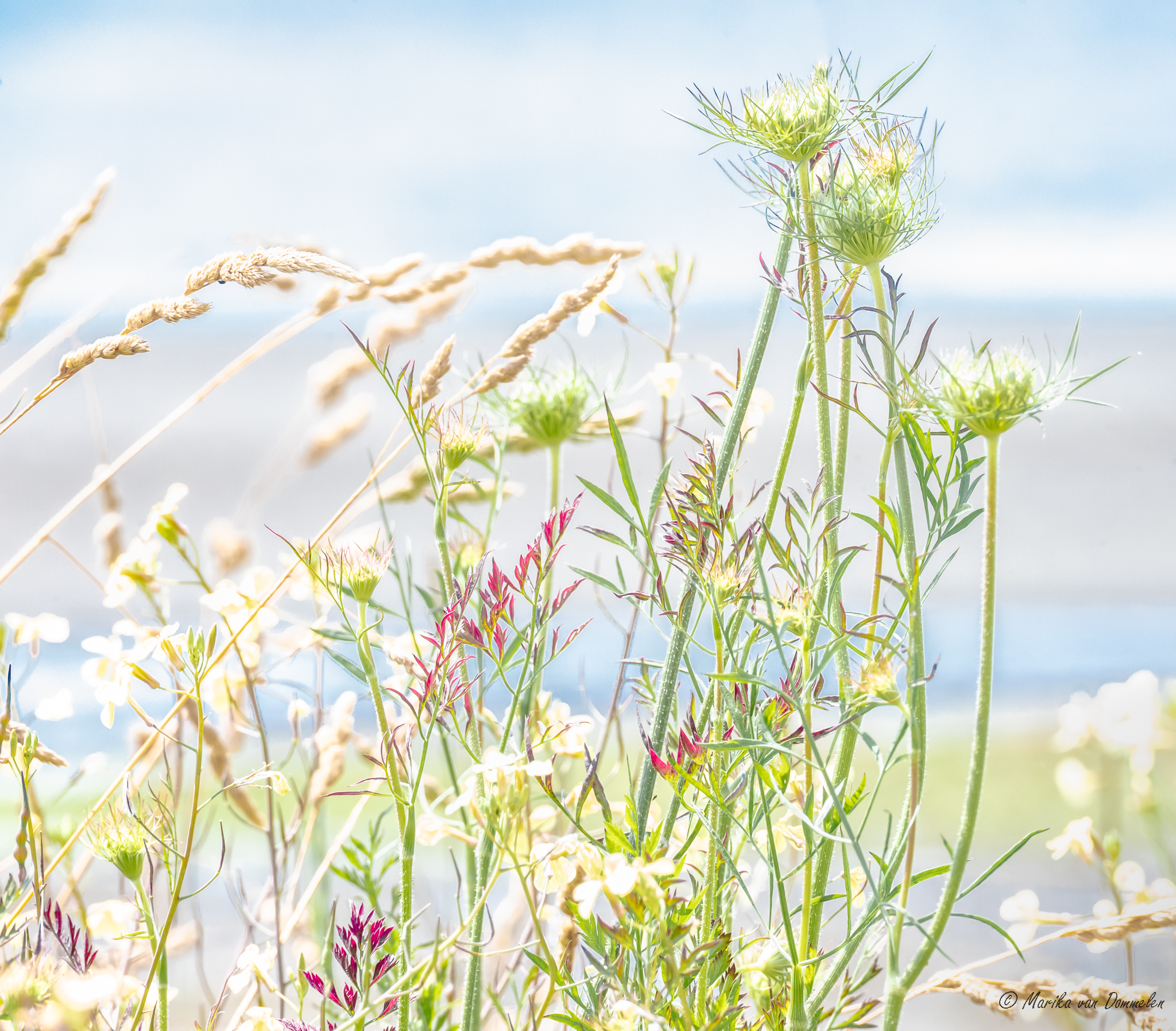 Close-up of wildflowers and grasses in soft sunlight, with delicate white and pink blossoms and tall green stems against a blurred blue and gray background.