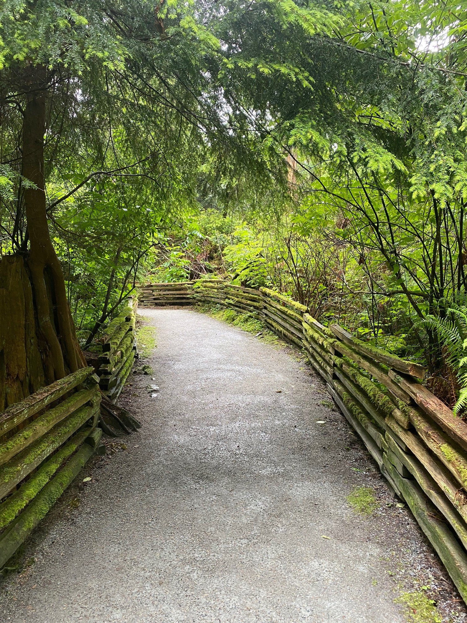 Paved accessible trail in a rainforest park. There is a wooden fence along both sides of the trail.