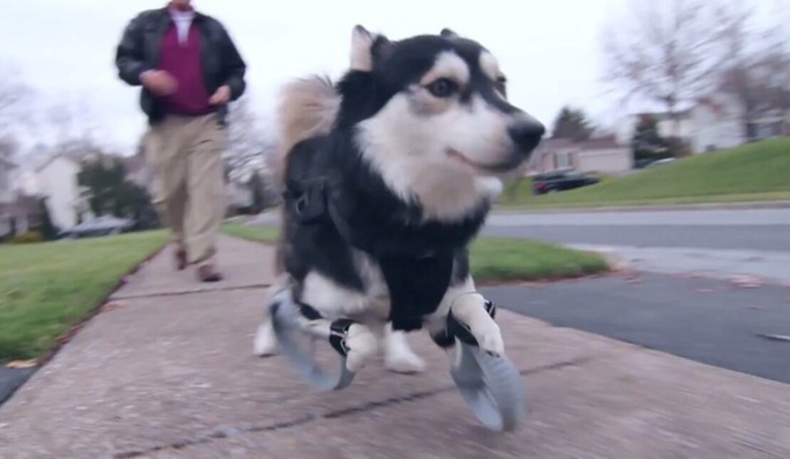 Dog running for the first time with 3D printed prosthetics
