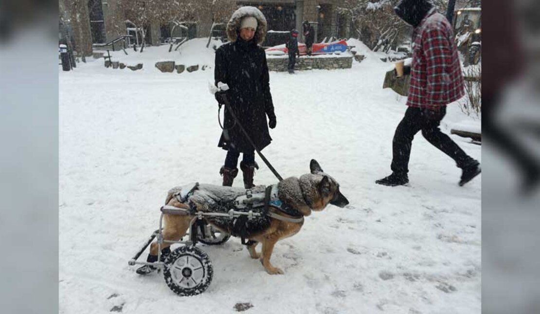 Paraplegic dog in a Winterproof wheelchair during a storm
