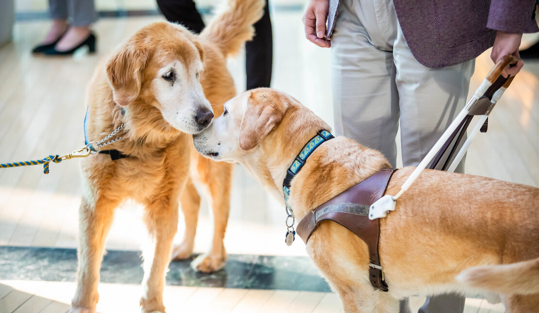 Two guide dogs greet each other by touching noses