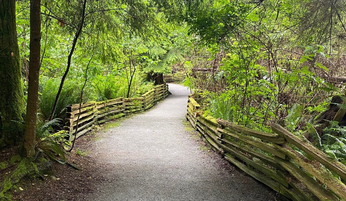 An accessible paved trail in a rainforest park. The path is lined with a wooden fence on each side.