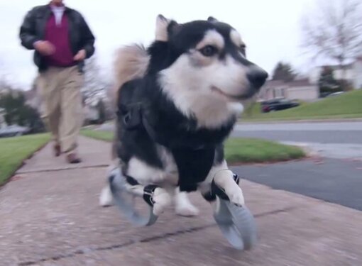Dog running for the first time with 3D printed prosthetics
