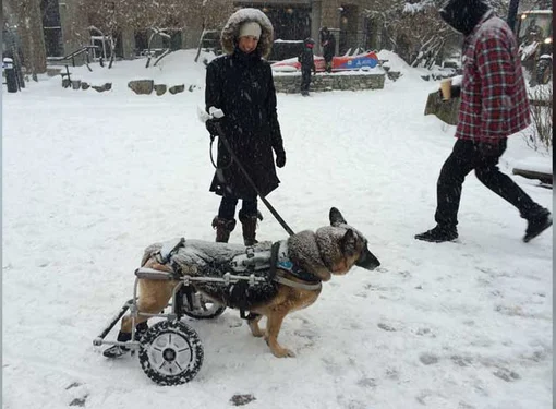 Paraplegic dog in a Winterproof wheelchair during a storm