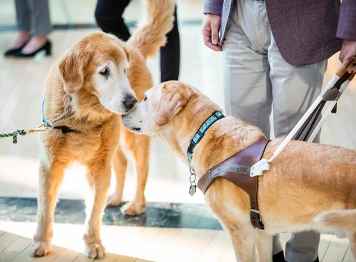 Two guide dogs greet each other by touching noses