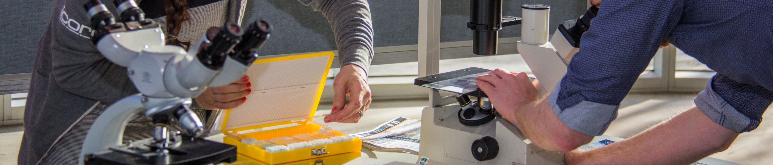 Two people working with microscopes on a table. 